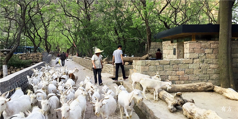 枣林旱厕建成-2