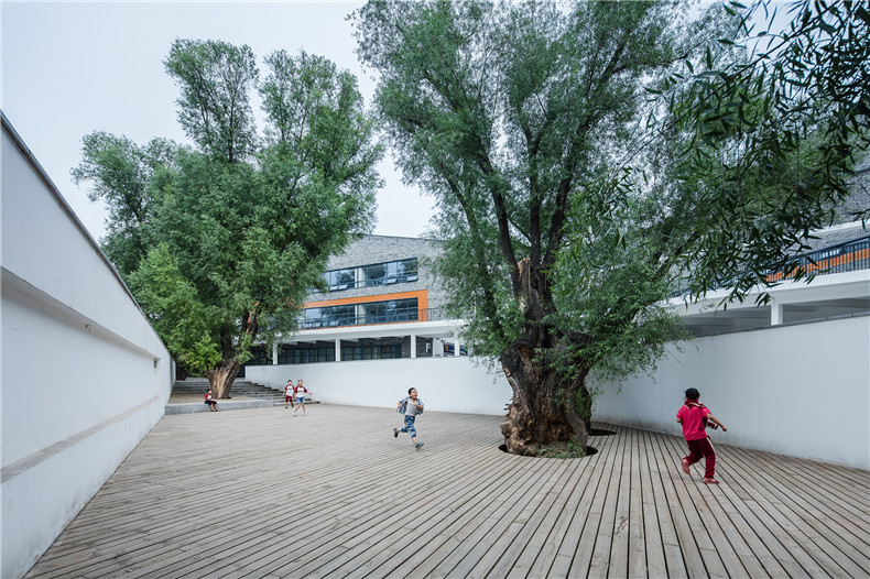 20 preserved tree