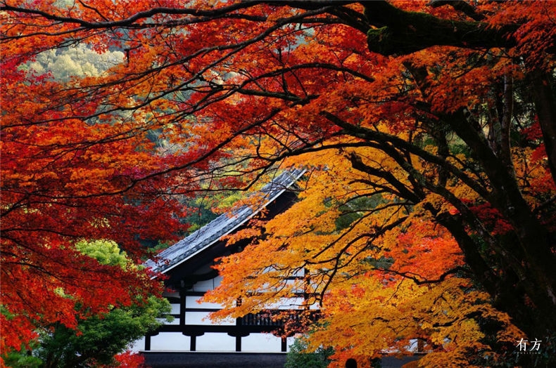 0京都红叶季 10