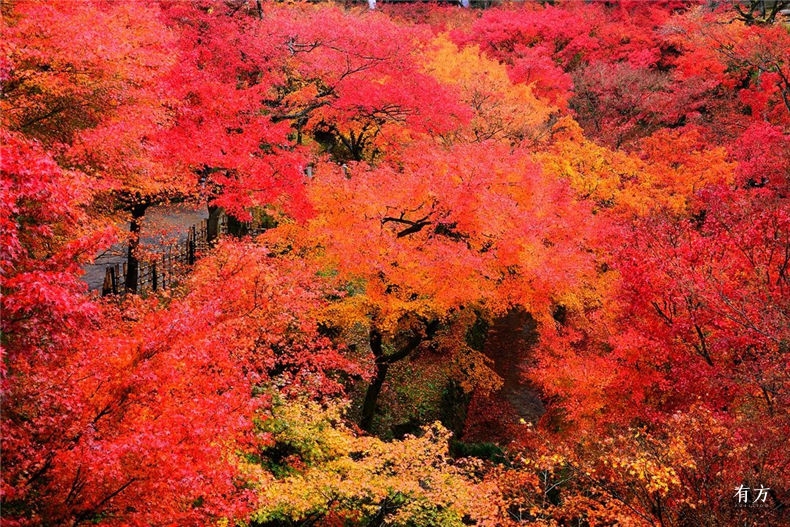 0京都红叶季-17