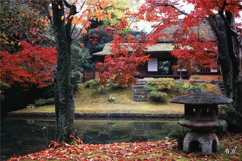 京都红叶季 如何优雅游园 惬意赏枫两不误 有方