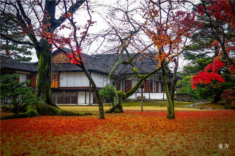京都红叶季 如何优雅游园 惬意赏枫两不误 有方